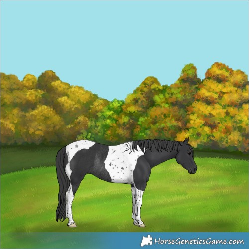 Horse Color:Black Tobiano Rabicano
