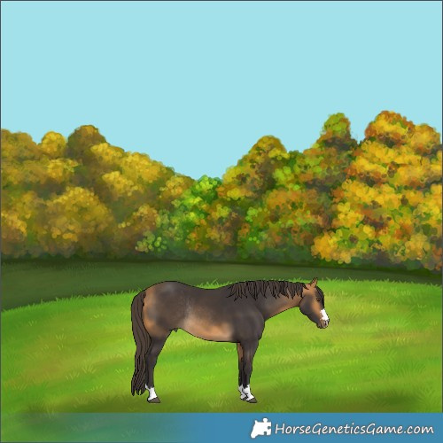 Horse Color:Buckskin Rabicano 