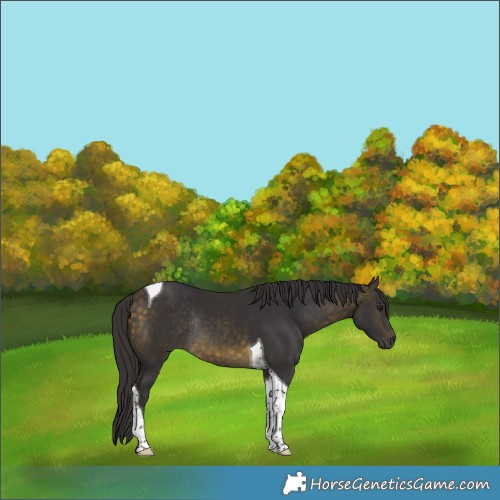 Horse Color:Buckskin Tobiano Rabicano