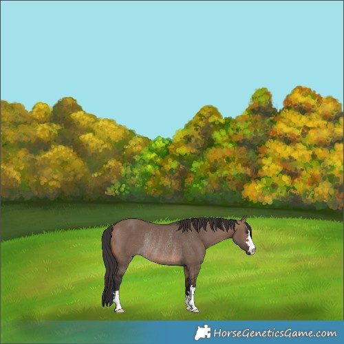 Horse Color:Brown Dun Rabicano 