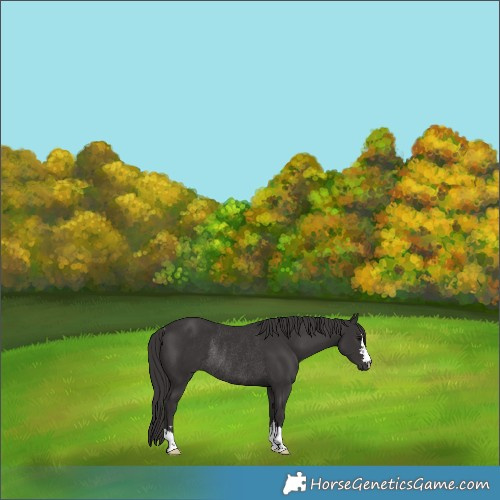 Horse Color:Smoky Black Rabicano 