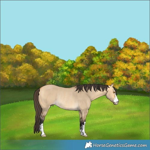 Horse Color:Buckskin Dun Rabicano