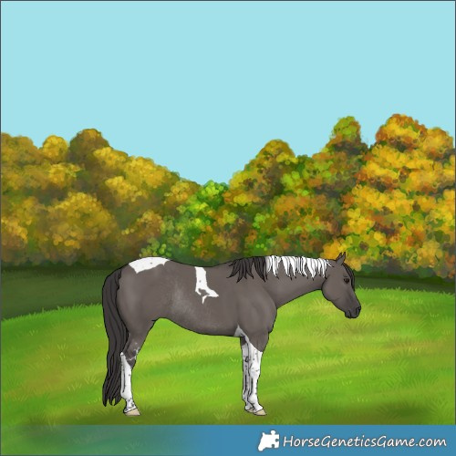 Horse Color:Smoky Grullo Tobiano Rabicano