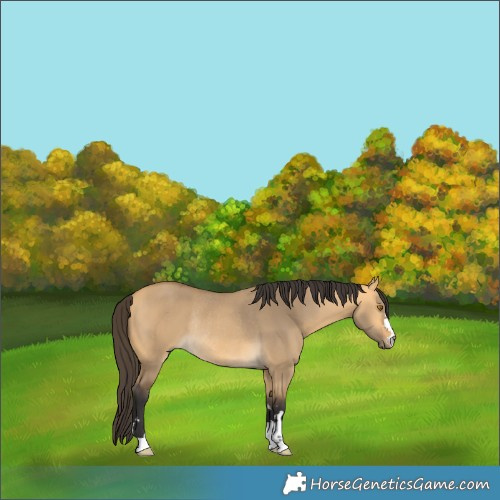 Horse Color:Buckskin Dun Rabicano 
