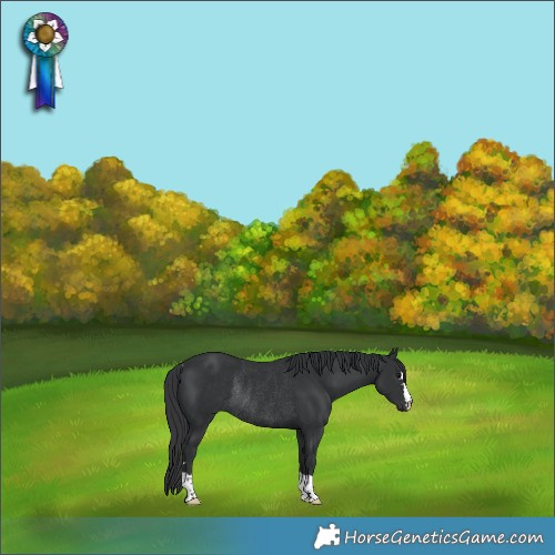 Horse Color:Black Rabicano