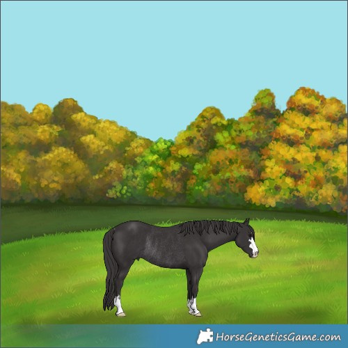 Horse Color:Smoky Black Rabicano