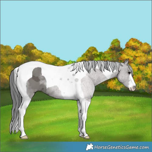 Horse Color:Grullo Merle Tobiano