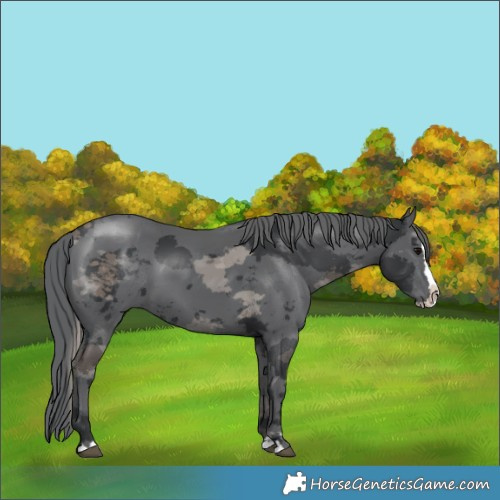 Horse Color:Black Merle Splash