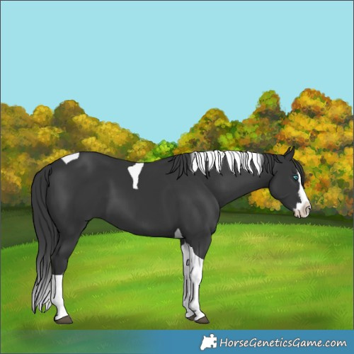 Horse Color:Black Splash Tobiano