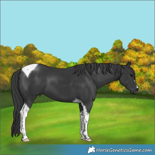 Horse Color:Black Tobiano