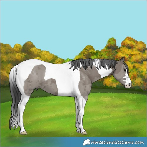 Horse Color:Grullo Merle Tobiano