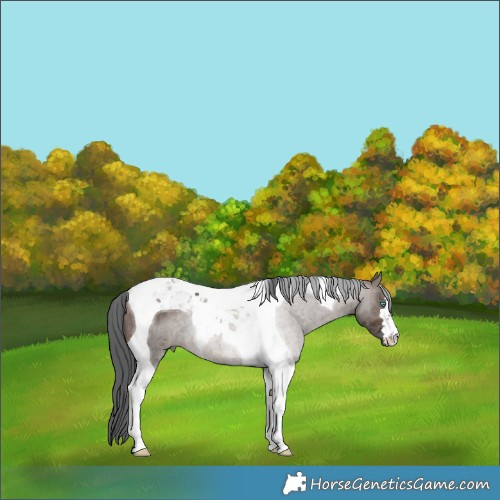 Horse Color:Brown Dun Merle Tobiano 
