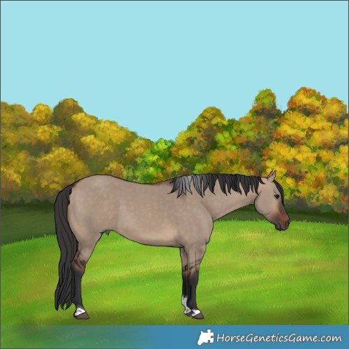 Horse Color:Brown Dun Tobiano 