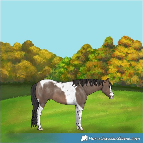 Horse Color:Brown Dun Tobiano 