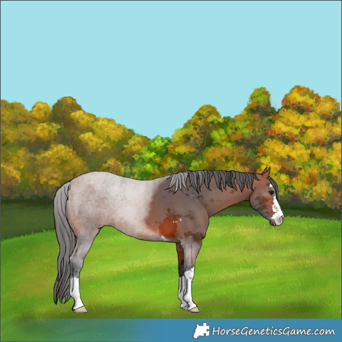 Horse Color:Bay Merle 
