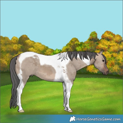 Horse Color:Brown Dun Merle Tobiano 
