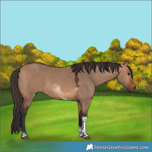 Horse Color:Bay Dun Tobiano