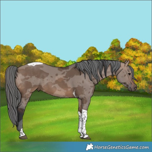 Horse Color:Brown Dun Merle Tobiano 