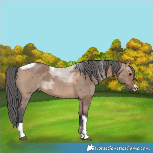 Horse Color:Brown Dun Merle Tobiano 