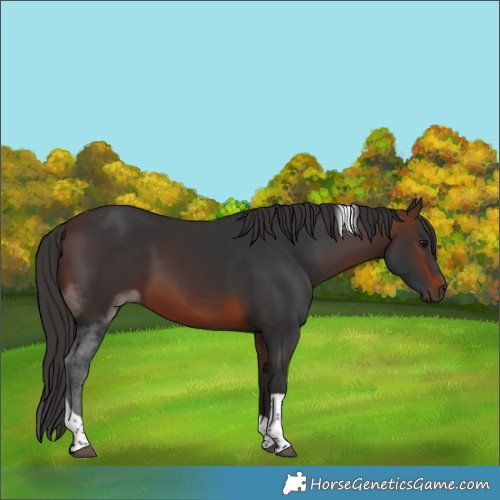 Horse Color:Brown Tobiano 