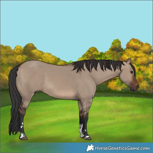 Horse Color:Brown Dun Tobiano