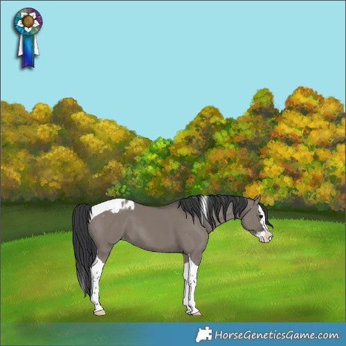 Horse Color:Grullo Splash Tobiano Appaloosa 