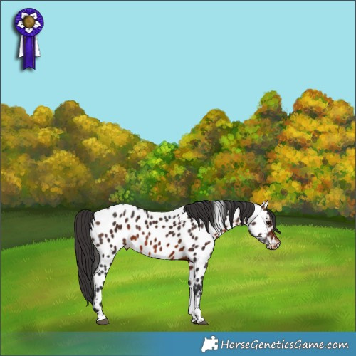Horse Color:Brown Tobiano Appaloosa