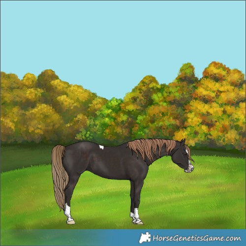 Horse Color:Liver Chestnut Splash Tobiano