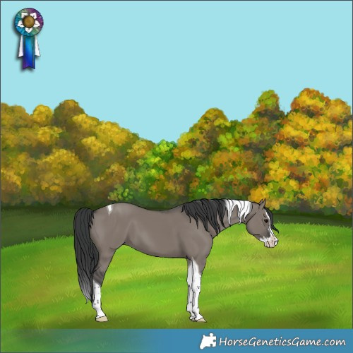 Horse Color:Grullo Splash Tobiano