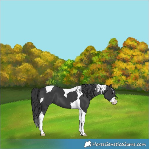 Horse Color:Black Splash Tobiano 