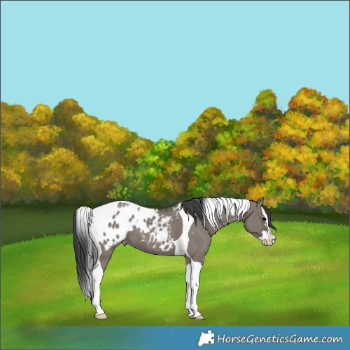 Horse Color:Grullo Splash Tobiano Appaloosa 