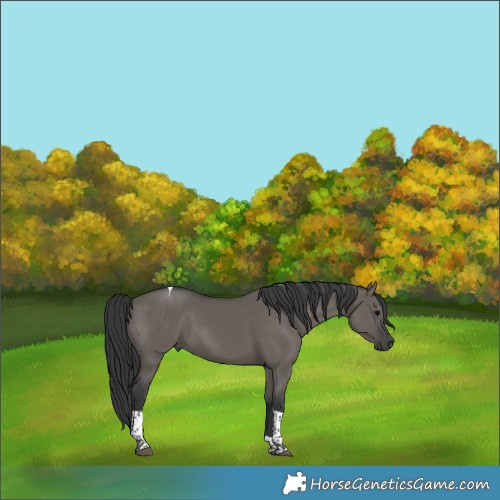 Horse Color:Grullo Tobiano