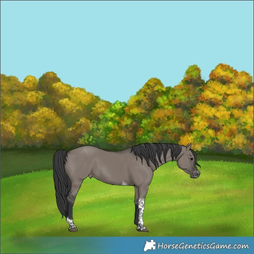 Horse Color:Grullo Tobiano Appaloosa 