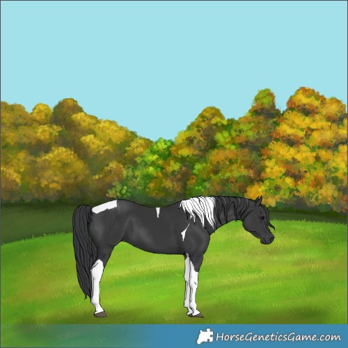 Horse Color:Black Tobiano 
