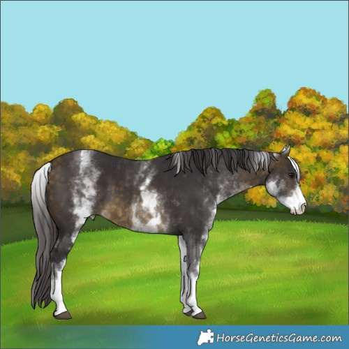 Horse Color:White Spotted Buckskin 