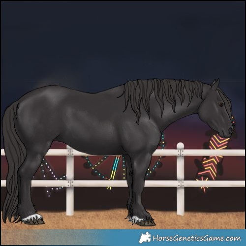 Horse Color:Smoky Black 