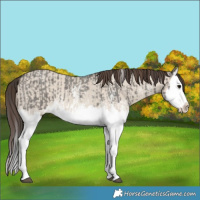 Horse Color:Grullo Sabino Splash  and Classic Champagne Dun Sabino Splash 