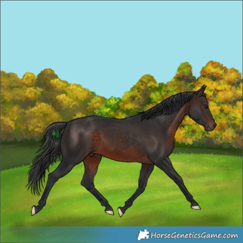 Horse Color:Brown Rabicano 