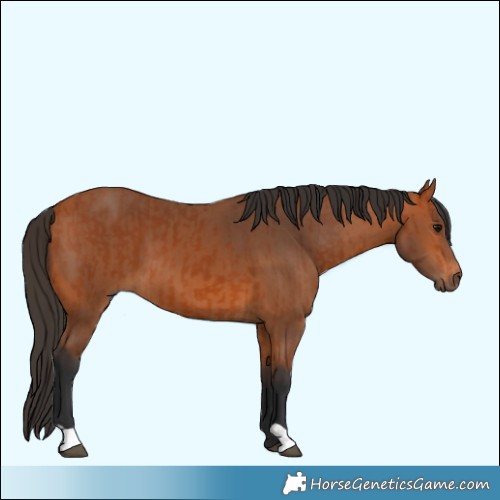 Horse Color:Bay  and Bay 