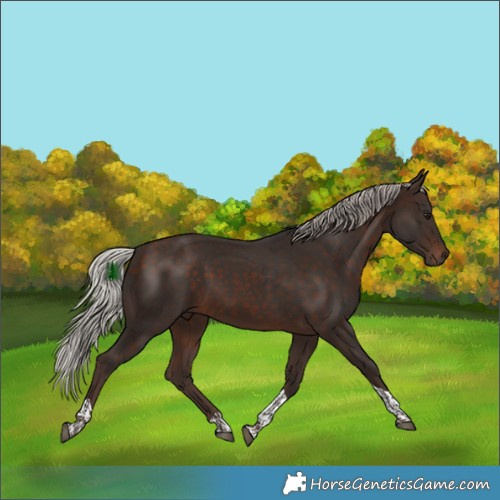 Horse Color:Silver Bay Tobiano Rabicano 