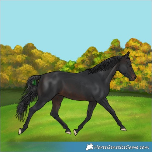 Horse Color:Brown Rabicano 