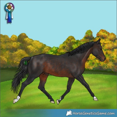 Horse Color:Brown Rabicano 
