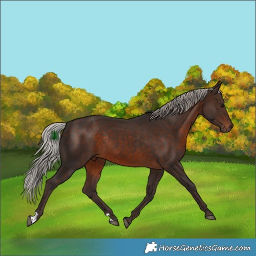 Horse Color:Silver Brown Rabicano 