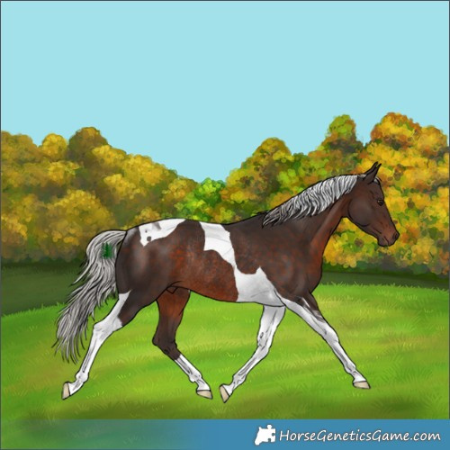 Horse Color:Silver Brown Tobiano Rabicano 