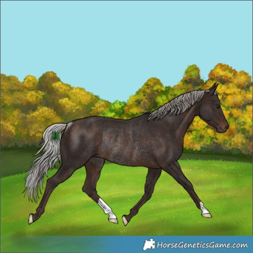 Horse Color:Silver Bay Rabicano 