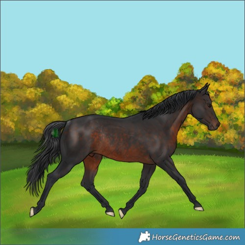 Horse Color:Brown Rabicano 