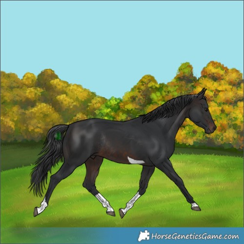 Horse Color:Brown Tobiano Rabicano