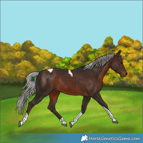 Horse Color:Silver Brown Tobiano Rabicano 