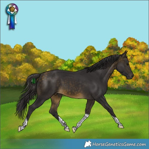 Horse Color:Buckskin Tobiano Rabicano 