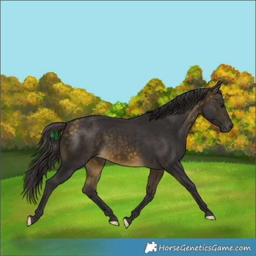 Horse Color:Buckskin Rabicano 
